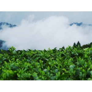 云南镇康县深耕茶叶产业，用RFID等技术打造“数字普洱”